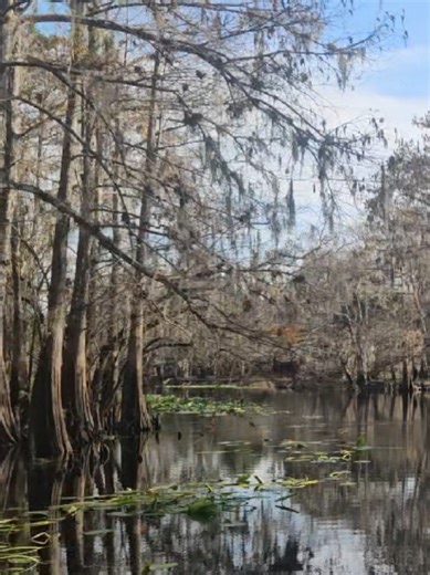 River things ✨️ 📍 St. Johns River 📍 Florida #River #floridalife #fishinglife #boatlife