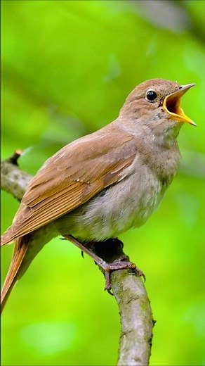 Soothing Bird Songs Worldwide | Sleep, Study, Meditation & Relaxation