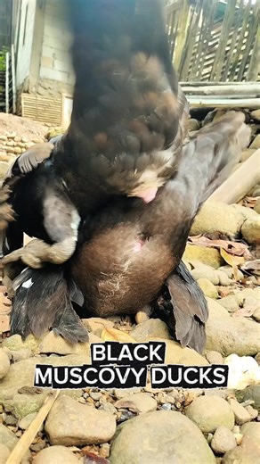 Understanding the reproDUCKtion Process in Muscovy Ducks