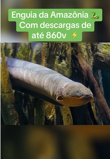 Savage World no TikTok