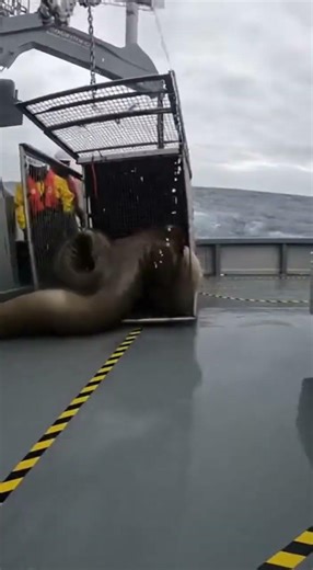 Giant Sea Eel Got Caught in the Trap… Dockside Chaos!