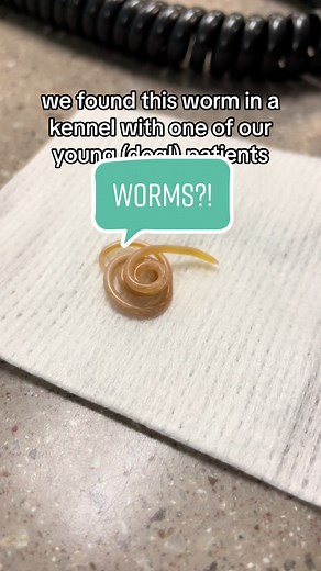 Identifying Parasites in Dogs: Guide to Treatment and Prevention