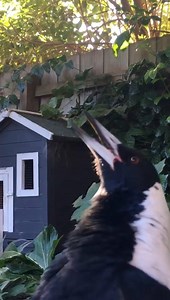 When it's so cold, even your backyard Magpie has dragon's breath... ❄ This very friendly Maggie visits her humans every day in Victoria, and we love how you can see little tufts of her breath coming out on this chilly morning! 📹: Sophie Zelder | ABC Central Victoria