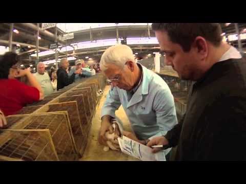 2011 ARBA Convention - World's Largest Rabbit Show