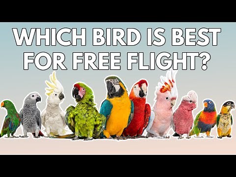 BEST Pet Birds For Freeflight