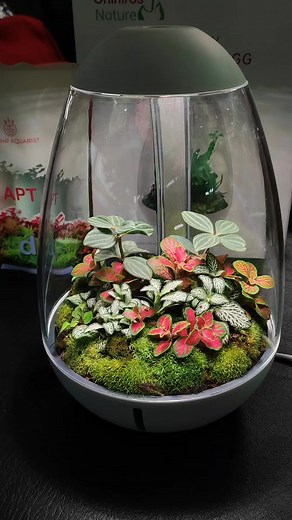 Tiny #Terrarium Egg by Chihiros Aquatic Studio Chihiros Philippines Dong AquaPh 💚💚 | CHASE Aquatics