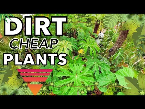 U.K. Tropical Garden Ideas & Inspiration with Dirt Cheap Plants