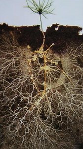Every serious grower knows: healthy roots = thriving plants. 🌿 Root Roids delivers powerful organic microbes to supercharge your soil. 💪 Boosts plant growth & resilience 🔬 Lab-tested, proven results! | Dr Greenthumbs