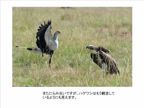 Battle Secretary Bird VS Vulture バトル ヘビクイワシ VS ハゲワシ