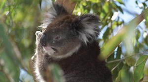 Adorable baby koala would rather play than have late-night meal