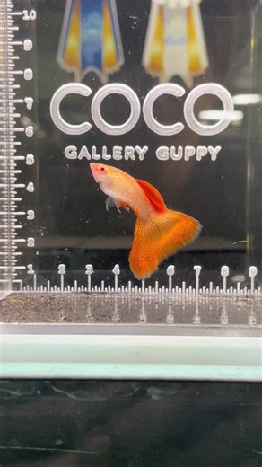 Albino red lace #Cocogallery