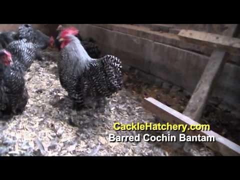 Barred Cochin Bantam Chicken Breed (Breeder Flocks) | Cackle Hatchery
