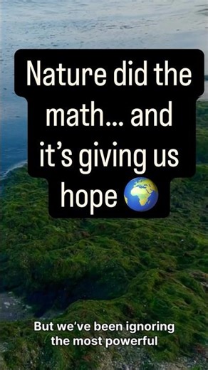 Algae vs Climate Change: The Math of hope