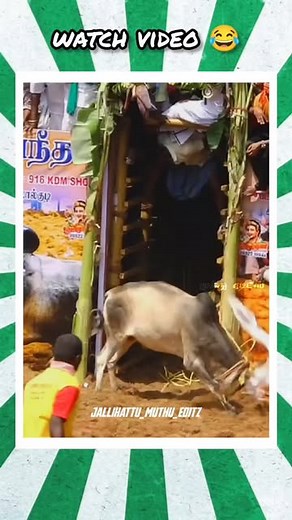 𝗠ᴜᴛʜᴜ_𝗘ᴅɪᴛᴢ on Instagram: "Watch video 😂 . #jallikattuwhatsappstatus #jallikattu🐂 #manjuvirattu #vadamanjuvirattu #vadamaadumanjuvirattu #vadamadu #localvaadi #sevalai #karurvellai #velivirattu #tamilwhatsappstatus #chennai #vaadivaasal #vadivasal #tamilnadu #tamilculture #alanganallur #tamizhan #tamil #jallikattu #comdyreels🤣 #reels #manjuvirattu #manjuvirattu🐂 #manjuvirattu_uyir #comdey #comdeyvideos #vadivelcomedy #trending #funny #funnyvideos"