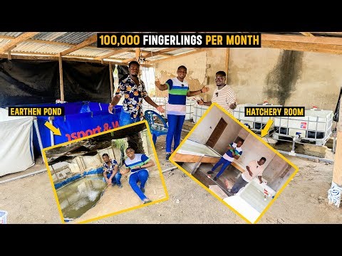 Farm Tour - Inside a Two Acre Catfish Hatchery Farm Producing 100,000 Fingerlings Per Month in Ghana