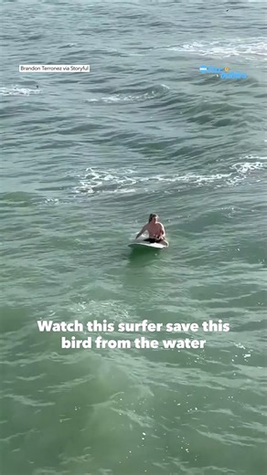 Caught on camera by Brandon Terronez, the surfer pulled the bird out of the water and paddled back to the shore. | Good Morning America