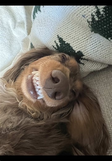 Rufus & Rocket's Hilarious Nightly Routine