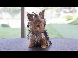 A cute small puppy's first grooming.