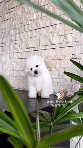 Bichon Frise Puppies available #bichonfrise #bichonfrisepuppies #bichonfrisemumbai