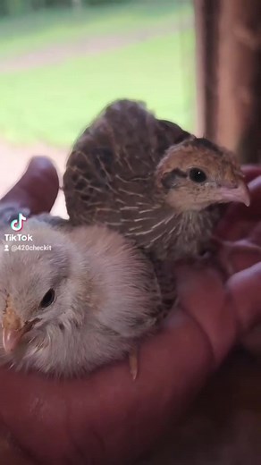 Caring for Young Quail Chicks: A Beginner's Guide