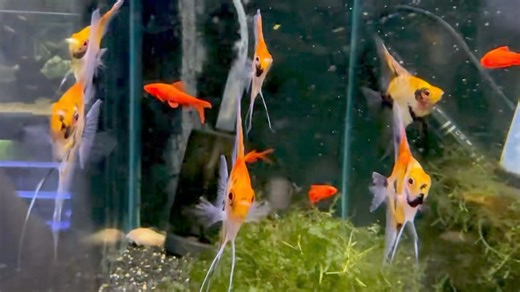 23 reactions | German bred red devil angelfish and many other awesome fish in the Unboxing video tonight at 5:30 pm on YouTube  #paulsaquariums #brisbane | Paul's Aquariums | Facebook