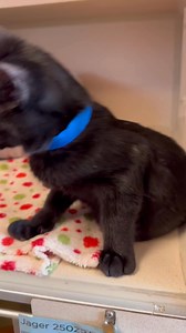 We still have one kitten looking for a home. Clover is so sweet and loving.🐾 | Delta Animal Shelter