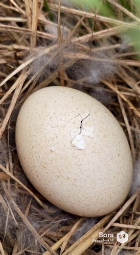 Turkey egg hatching