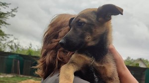 For Adoption - Transform A Street Dog