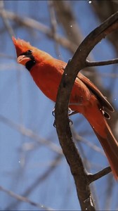 35K views · 2.7K reactions | The cardinal never hides its colors #cardinalbirds #cbfp #birdphotography #wildlifephotography #birdwatching #beautifulbirds #birdlovers #cardinallove #birdsofinstagram #birdsoftheday | Cardinal Bird Fans Page | Facebook