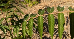 Why Tree of Heaven strikes terror in the hearts of LA gardeners