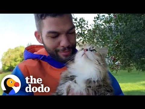 Guy Has Met 150 Cats Walking Through His Neighborhood | The Dodo