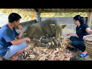 A new herd of wild boars is constantly being born. Nesting, care - Forest life skills DT