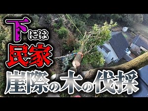 【特殊伐採】すぐ下には民家！崖際の木を伐採...今回のクライマーは和門【高所作業】