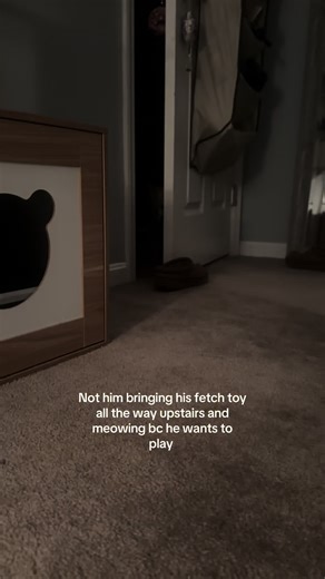 Adorable Cat Fetches Toy Upstairs for Playtime