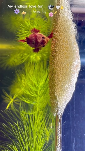Betta fish care 🤍✨💞#shorts #bettafish #aquarium