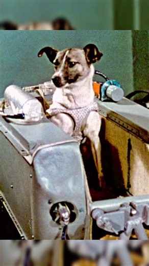 The Tragic Story of Laika: The First Dog in Space 🚀 #history #historyfacts #historytok #laika #laikathespacedog #soviet #sovietunion #soviethistory #foryou #foryoupage