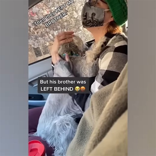 106K views · 5.5K reactions | Husky's freaking out when realize he is in the vet | Whispers in the Dark | Facebook