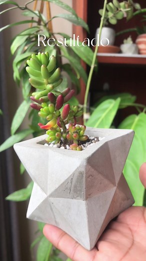 Caring for Succulents: From Seed to Plant Growth