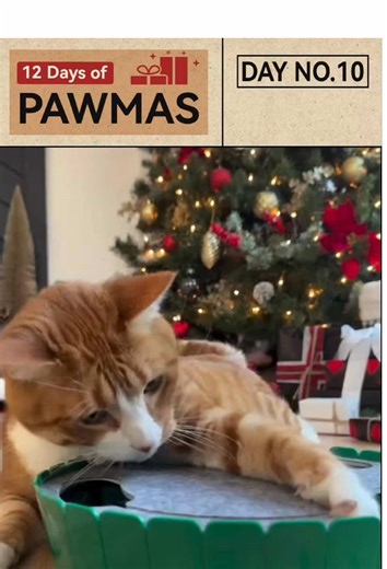 🎁 10 Day Giveaway! 🎁 Today we’re gifting an interactive cat toy with running mouse! 🎄🐾 How to enter: 🦴 Like this post 🦴 Follow me 🦴 Tag a furriend in the comments! (more comments = more entries!) Three winners will be selected. Open to the US, Canada, and Europe. Giveaway ends on 12/24 at 11:59 PM. The winner will be announced on 12/25 in STORY. 🎅 Enter daily for a chance to win! #pawaboo #christmas2025 #12daysofchristmas #christmascountdown #christmasgiveaway