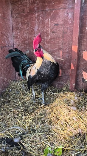 Mel sims black/grey x hatch 🔥 #melsims