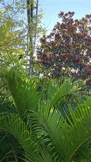 #universalorlando velociraptor ride4