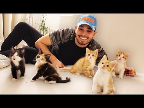 Ich verschenke meine BABY Katzen & DU kannst Eins haben!! 😍