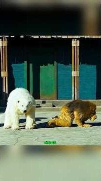 The fake zoo and the Coca-Cola polar bear #shorts #animals