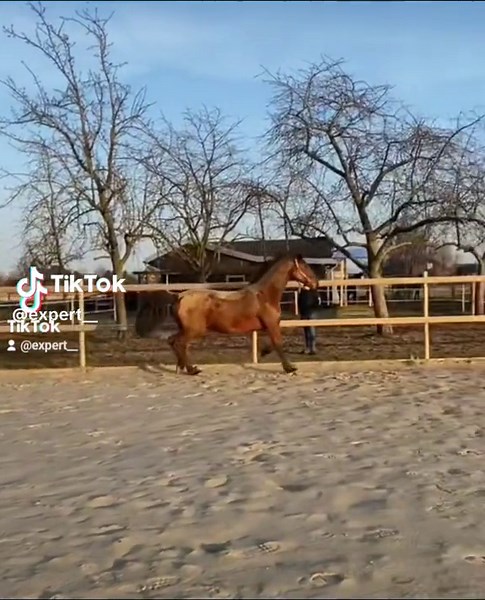 #ExperT #Tutorial #Slickback #Horseedit | expert