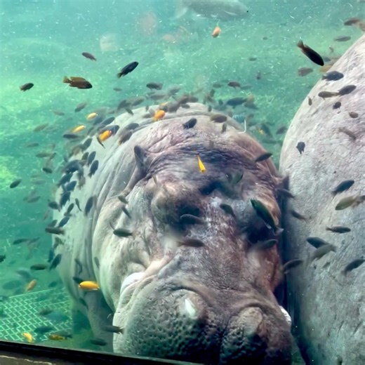 812K views · 10K reactions | Dear Fiona, How has the new year been treating you so far? Do you have any resolutions? I'm already working away at mine for this year - a better nap/play balance! Don't tell Kevin, but I also want to try to find him a girlfriend 狼 Anyhoo, don't think I forgot it's also your birthday month! I bet you're dying to see what I have in store this year!  Talk soon, Fi! Sincerely, - Timothy | San Antonio Zoo | Facebook