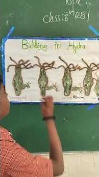 Budding process in hydra