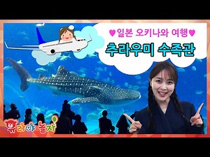 [YURA] toy_Japan Okinawa Travel Churaumi Aquarium dolphin