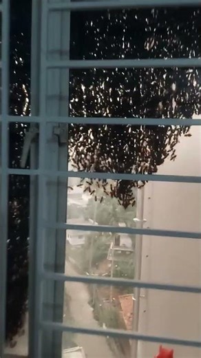 bee hive on a window glass