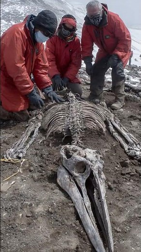 Giant Prehistoric Bird Fossil Found Frozen in Antarctic Ice