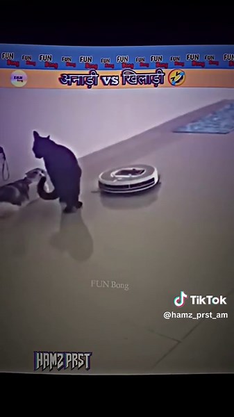 Cat vs Dog Street Fight Compilation